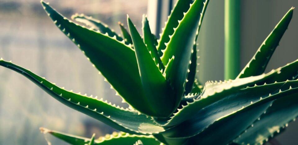 Aloe Vera: Benefícios para a Performance e Saúde Digestiva