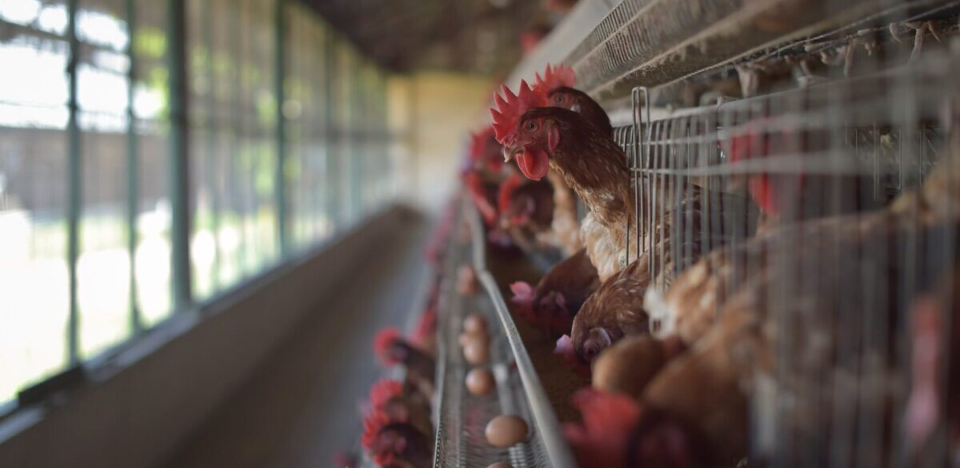 Gripe K nova variante